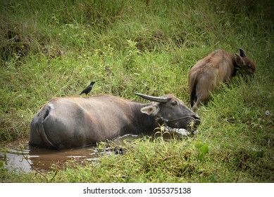Buffalo in the Pond and Green Field