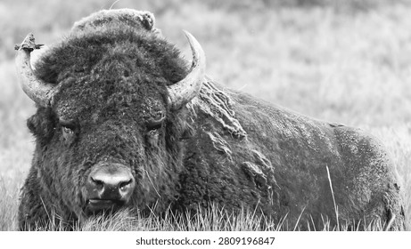 Buffalo resting in the Grass