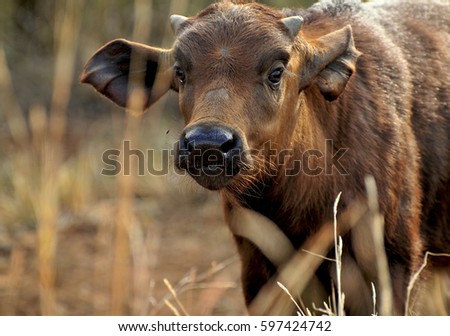 Buffalo Ronaldo