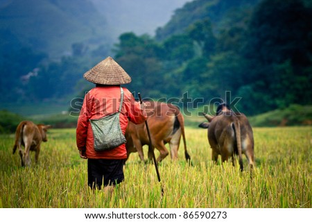 buffalo shepherd on the rice field