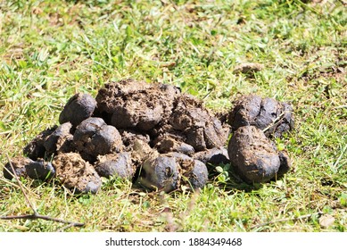 Buffalo Shit On Grass Field Stock Photo 1884349468 | Shutterstock