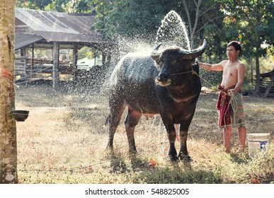Buffalo shower