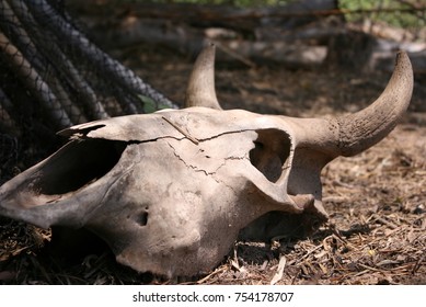 The Buffalo skull