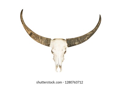 Bull Skull Isolated On White Background Stock Photo 549966271 ...