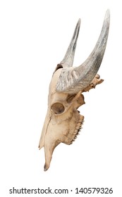 Buffalo skull isolated using path - Shutterstock ID 140579326