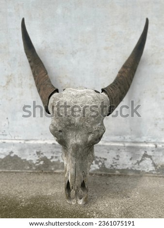 Buffalo Skull - Wildlife - Animals - Portrait