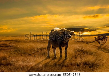 Similar – Image, Stock Photo cowboys Organic produce