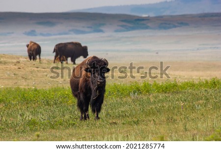 A buffalo standing tall on a prairie farm near Head Smashed in Buffalo Jump in Alberta Canada.