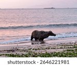 The buffalo statue is right on the edge of the beach