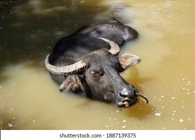 Buffalo. Thai Water Buffalo In River. Selective Focus