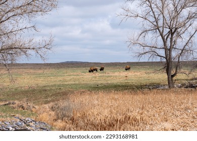 Buffalo in through the trees