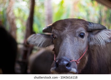 Buffalo Trapped Bamboo Stall Countryside Thailand Stock Photo ...