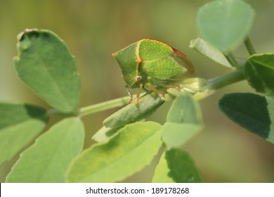 Buffalo Treehopper