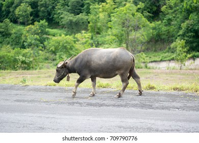 buffalo walking