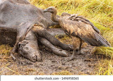 Buffalo Who Past Away During Child Birth With A Vulture Next To It In  National Park, Uganda