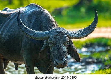 Asian Water Buffalo Images, Stock Shutterstock
