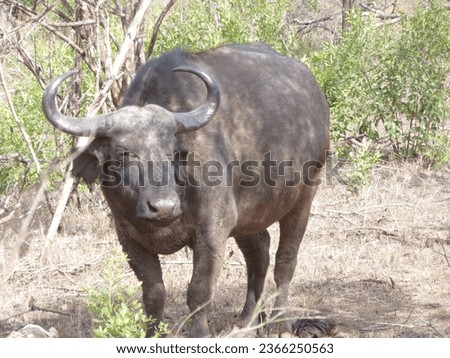 buffalo wildanimal wildlife herd africa southafrica