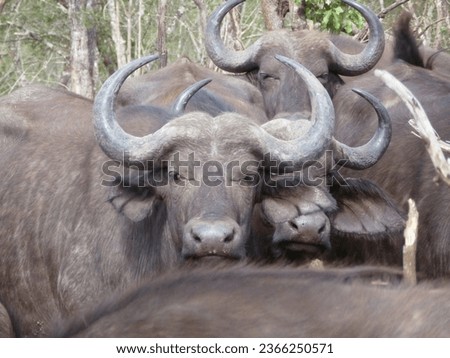 buffalo wildanimal wildlife herd africa southafrica