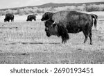 Buffalo in the Wind River Mountain Range of Wyoming in Black and White