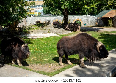 794 Buffalo enclosure Images, Stock Photos & Vectors | Shutterstock