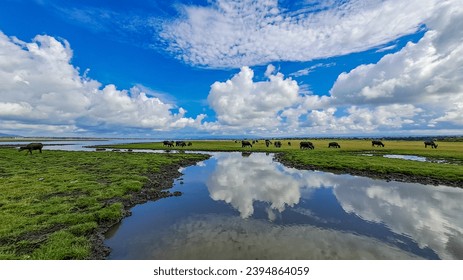 Buffaloes grazing in a grassy field, white clouds, and blue sky. - Shutterstock ID 2394864059