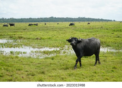 Buffaloes On The Island Of Marajó