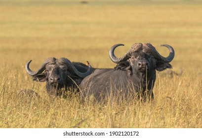 buffaloes overlooking in high grass in the savannah of masai mara during sunrise