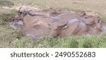 Buffaloes resting and cooling off in a muddy water hole on a sunny day, surrounded by grass, showcasing natural behavior and environment. in Laos