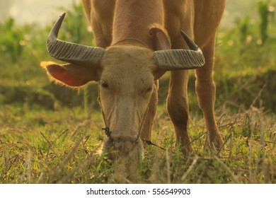 buffaloo
