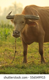 buffaloo