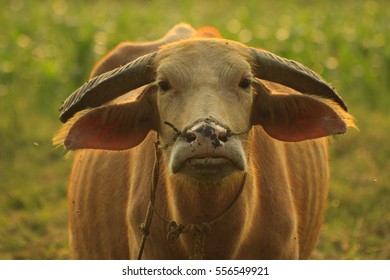 buffaloo