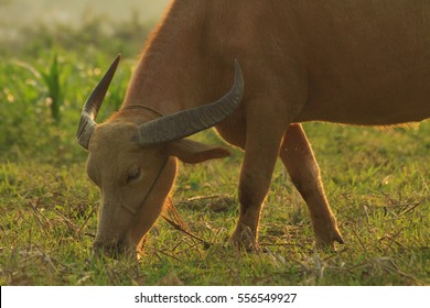 buffaloo
