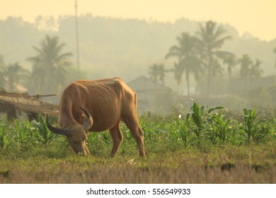 buffaloo