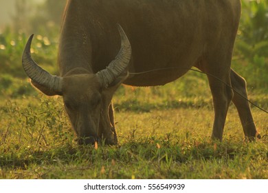 buffaloo