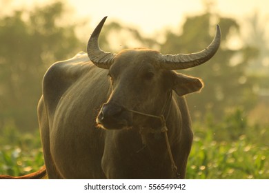 buffaloo
