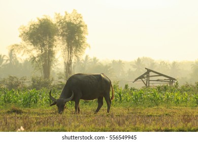 buffaloo