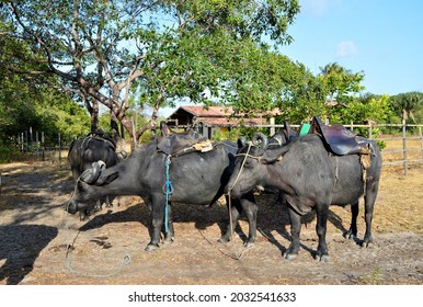 Buffalos And Mangroves From Marajó Island In The State Of Pará, Brazil