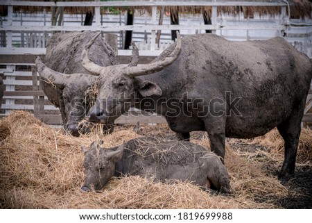 Buffalos standing in mud. Nature background.