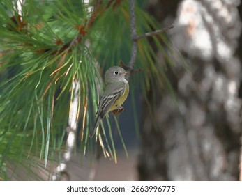 buff-breasted flycatcher perching perching on lower limb of pine tree