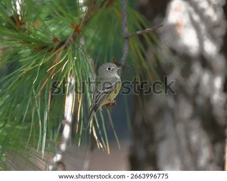 buff-breasted flycatcher perching perching on lower limb of pine tree