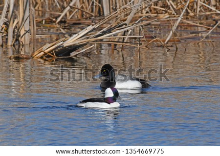 Bufflehead and Bluebill