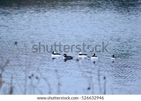 Bufflehead duck