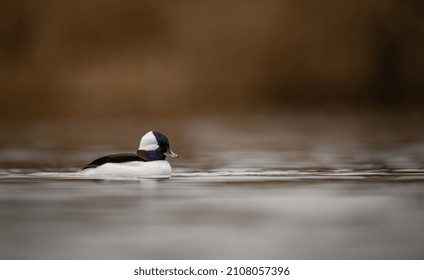 A Bufflehead Duck In Canada