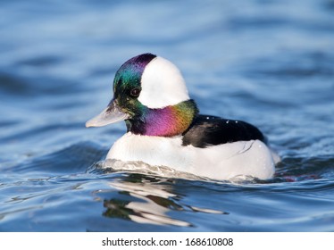 Bufflehead Duck, Male