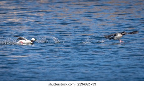 Bufflehead Duck On The Lake