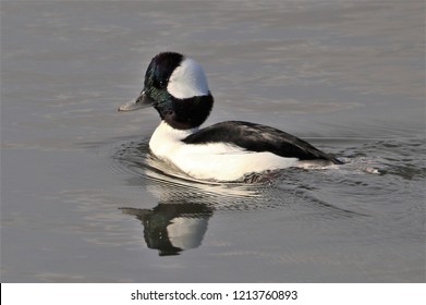 Bufflehead Duck On The Move In The Barnegat Inlet