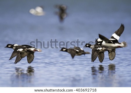 Bufflehead ducks in low flight over Vancouver Island lagoon near Victoria, Canada.