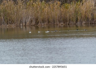 Bufflehead Ducks swim in a lake in the Chesaning Park Birding and Nature Trail, in Chesaning Township, Michigan. - Shutterstock ID 2257893651