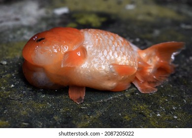 Bufflo Ranchu Goldfish Died Due To Poor Water Quality I.e. Ammonia Poisoning.