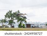 Buff-necked ibis bird flying. Caxias do Sul city and buildings on background. Rio Grande do Sul, Brazil